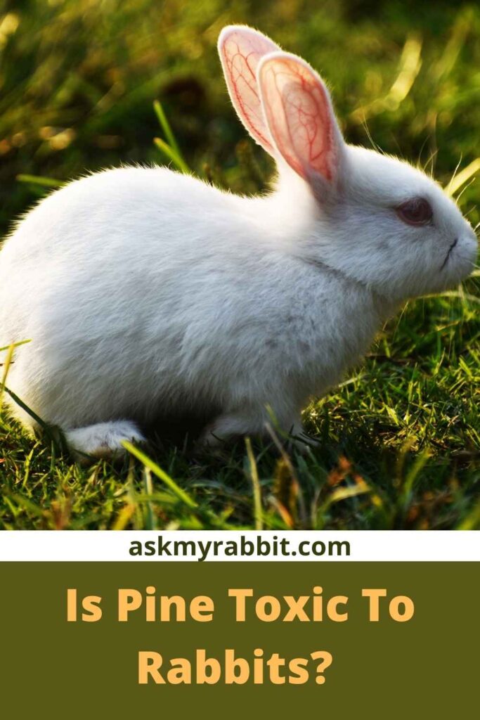 Is Pine Toxic To Rabbits?