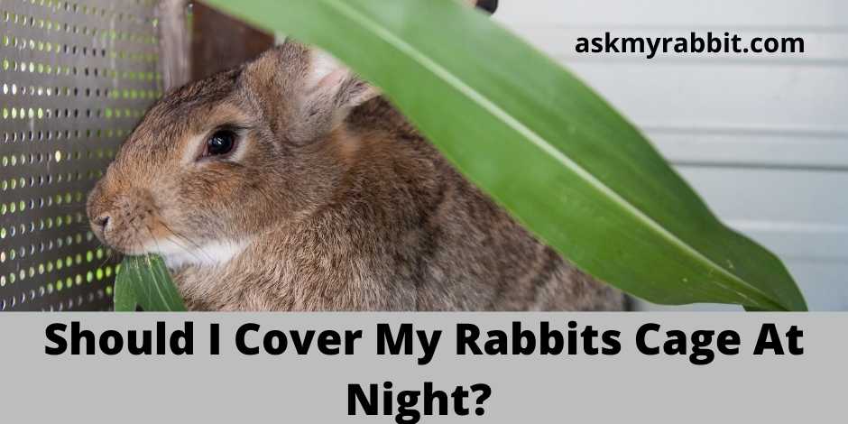 Should I Cover My Rabbits Cage At Night?