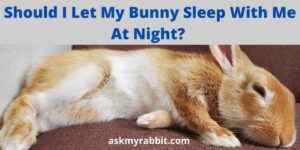 Should I Let My Bunny Sleep With Me At Night?