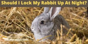 Should I Lock My Rabbit Up At Night?