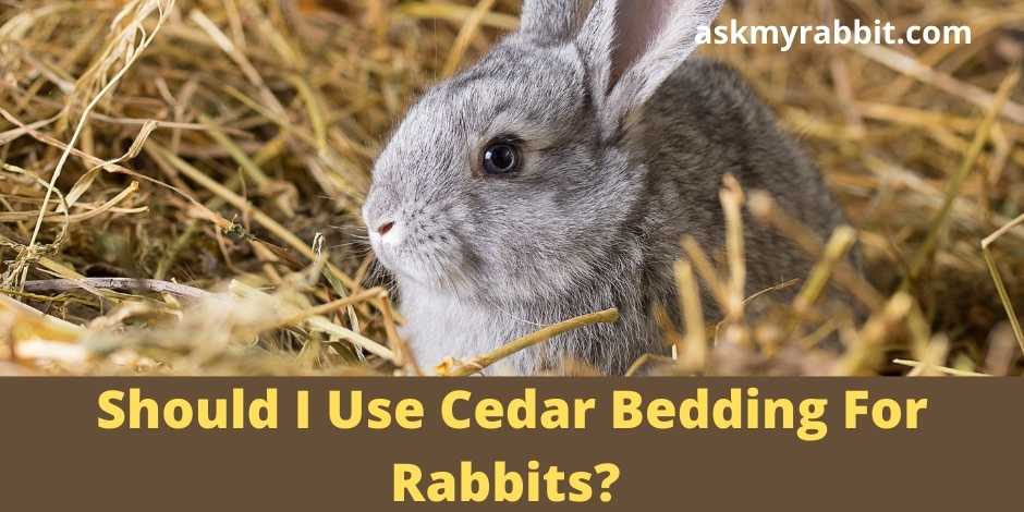 Should I Use Cedar Bedding For Rabbits?