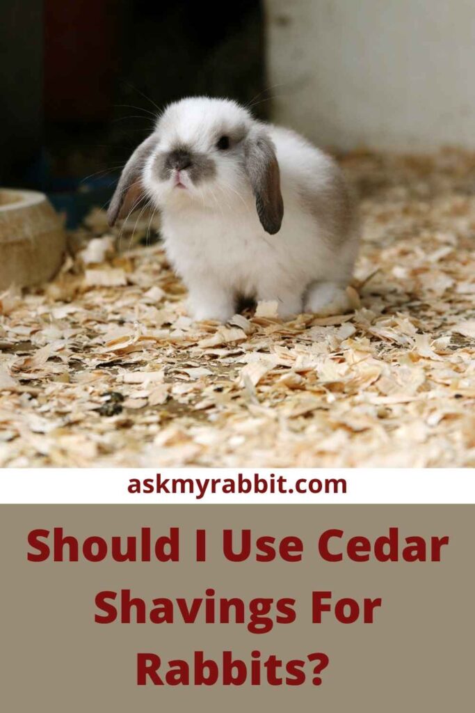 Should I Use Cedar Shavings For Rabbits?