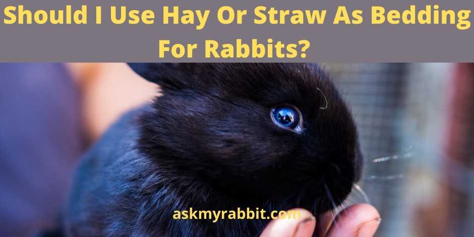Should I Use Hay Or Straw As Bedding For Rabbits?