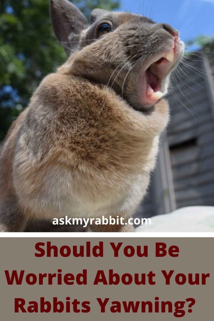 Should You Be Worried About Your Rabbits Yawning?  