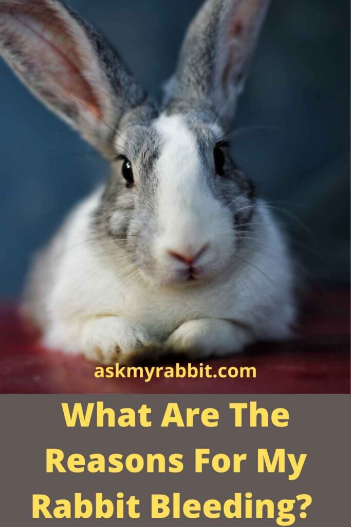 What Are The Reasons For My Rabbit Bleeding?  