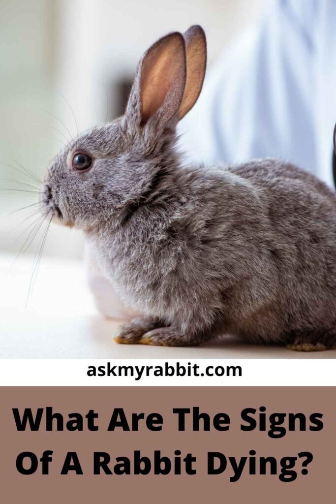 What Are The Signs Of A Rabbit Dying?