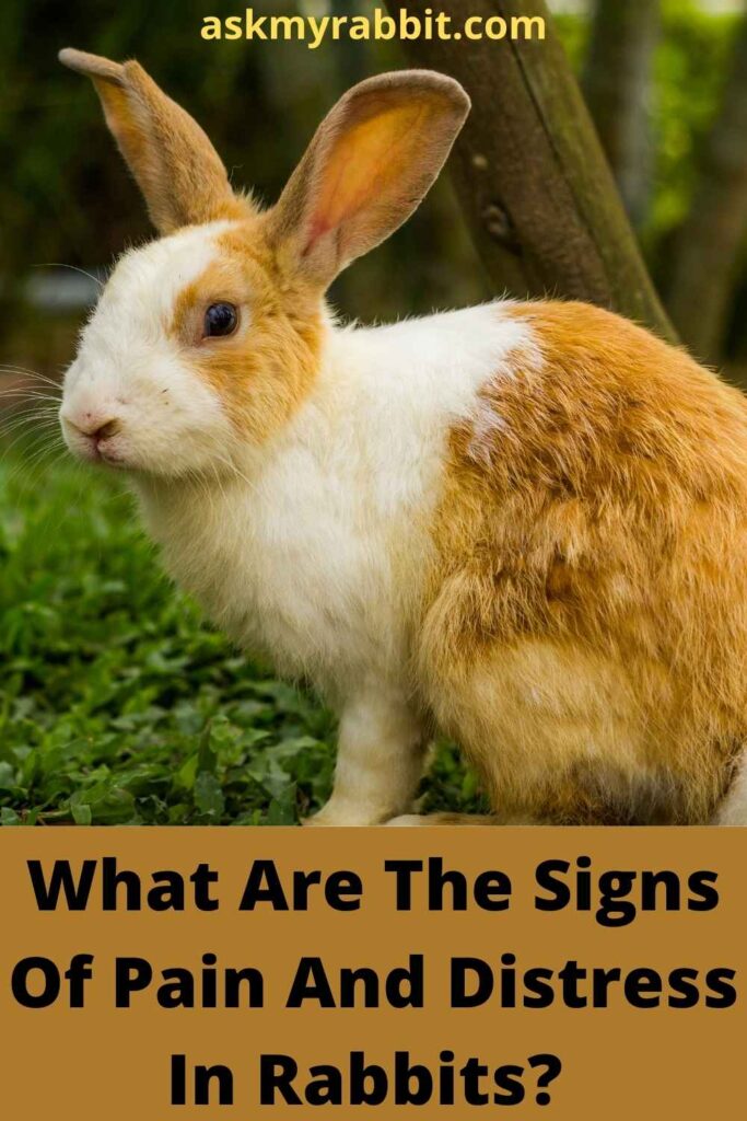 What Are The Signs Of Pain And Distress In Rabbits?  