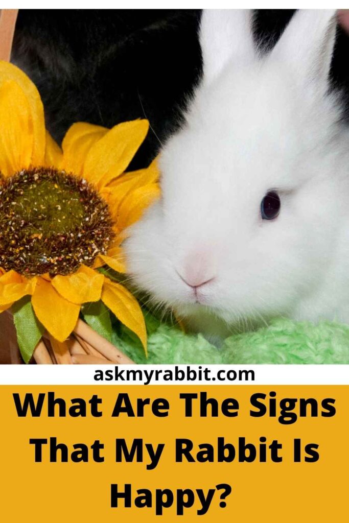 What Are The Signs That My Rabbit Is Happy?