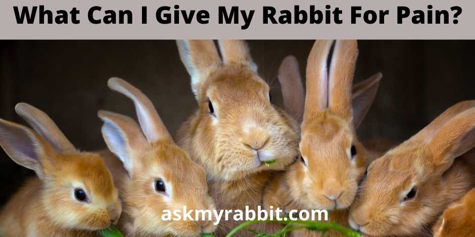 What Can I Give My Rabbit For Pain?