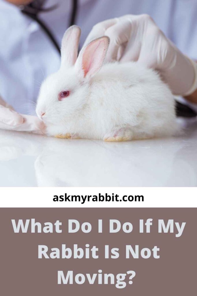 What Do I Do If My Rabbit Is Not Moving?