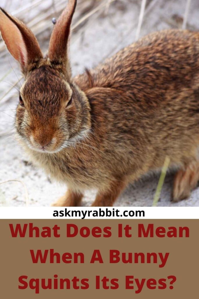 What Does It Mean When A Bunny Squints Its Eyes?  