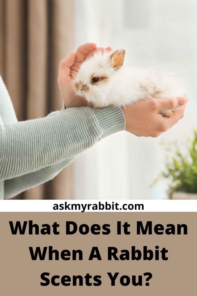 What Does It Mean When A Rabbit Scents You?