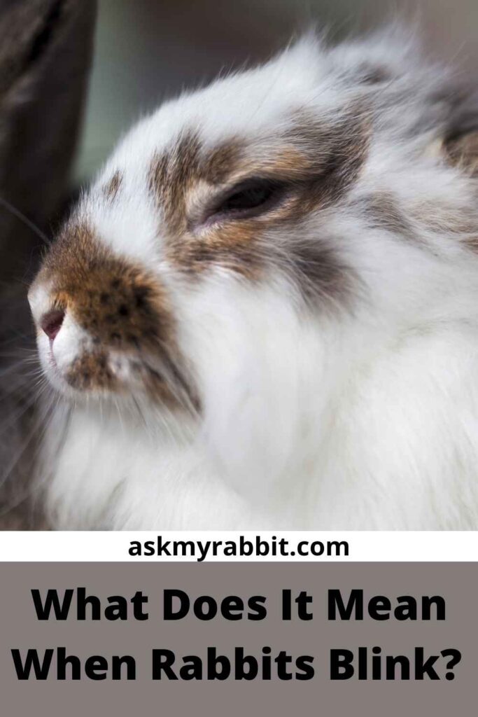 What Does It Mean When Rabbits Blink?