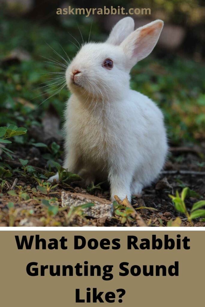 What Does Rabbit Grunting Sound Like?  