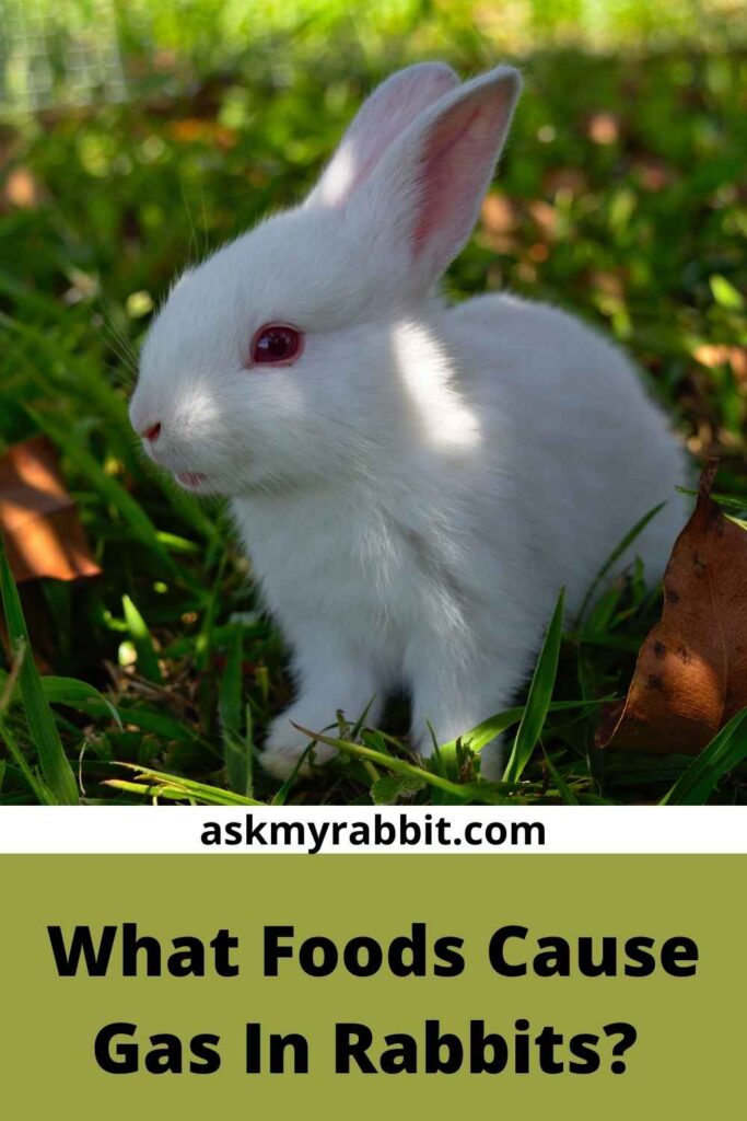 What Foods Cause Gas In Rabbits?