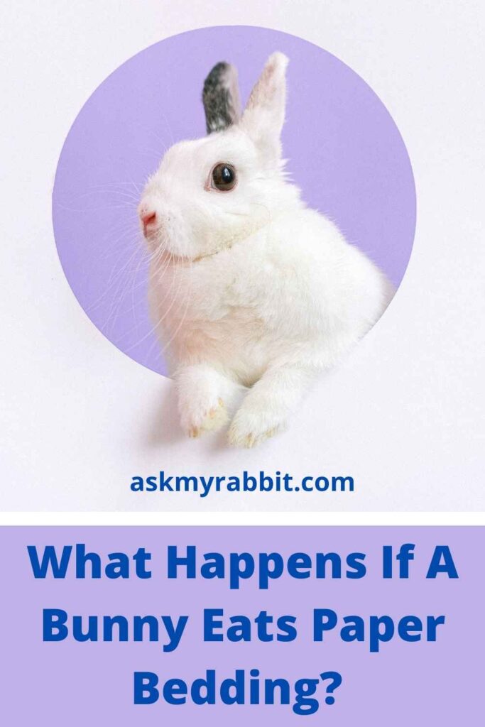 What Happens If A Bunny Eats Paper Bedding?