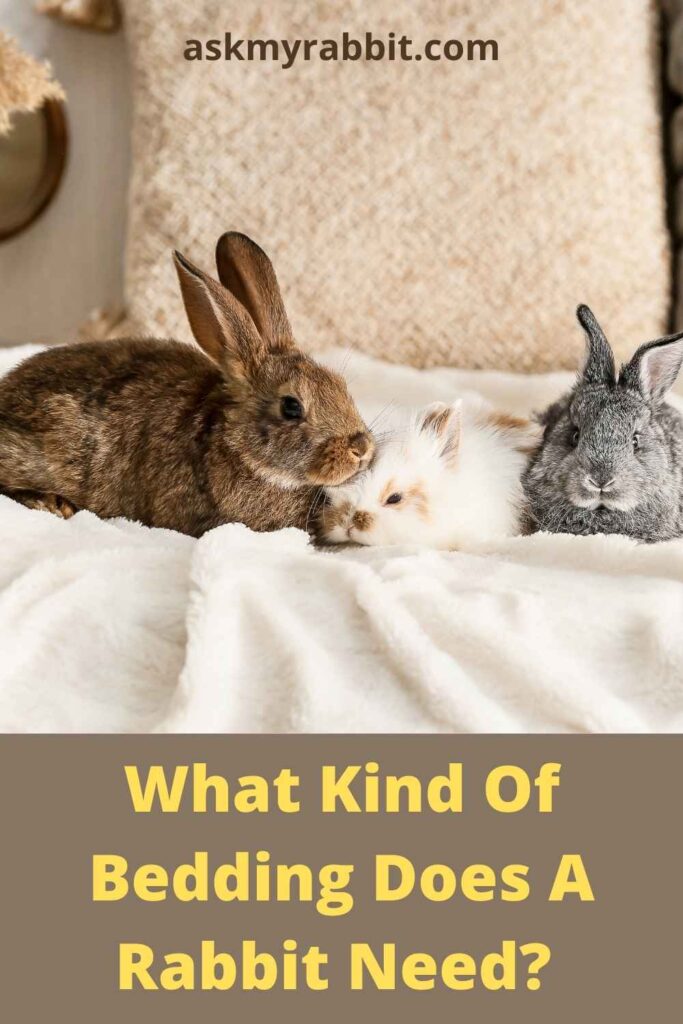 What Kind Of Bedding Does A Rabbit Need?