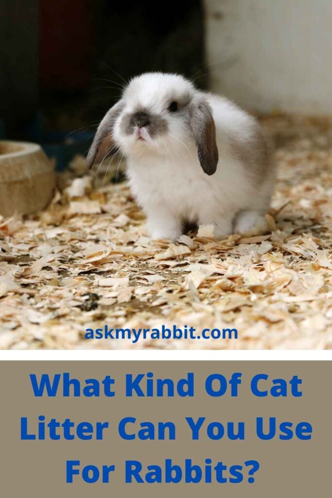 What Kind Of Cat Litter Can You Use For Rabbits?