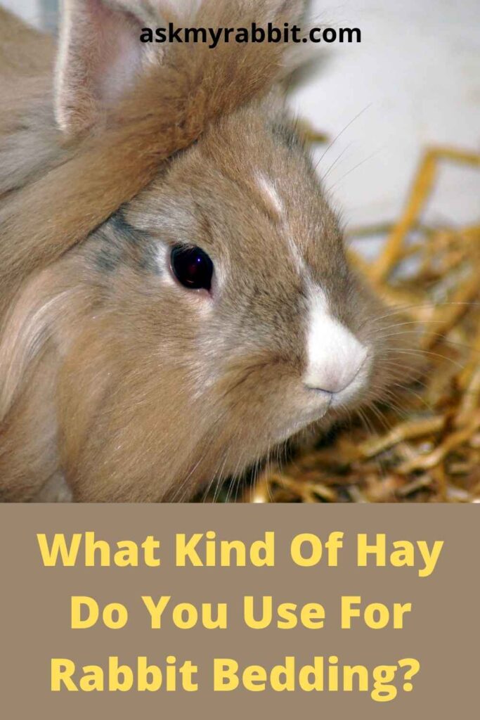 What Kind Of Hay Do You Use For Rabbit Bedding?