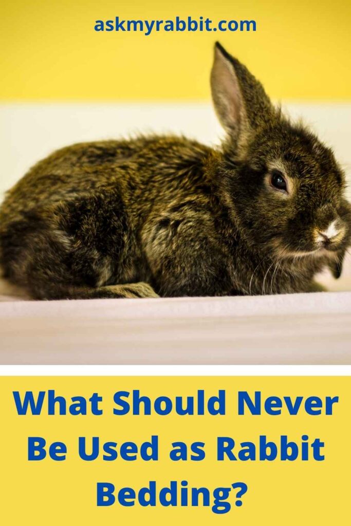 What Should Never Be Used as Rabbit Bedding?