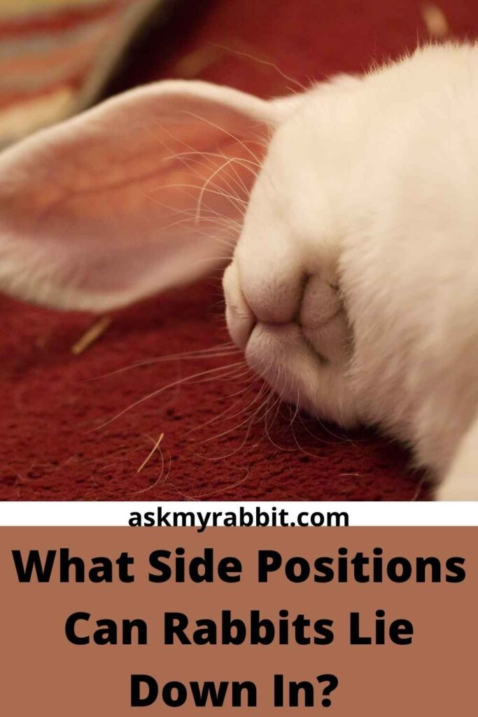 What Side Positions Can Rabbits Lie Down In?