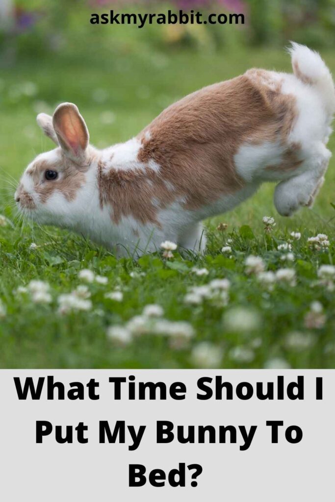 What Time Should I Put My Bunny To Bed?