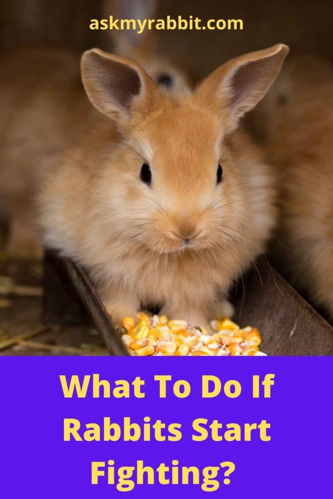 What To Do If Rabbits Start Fighting?