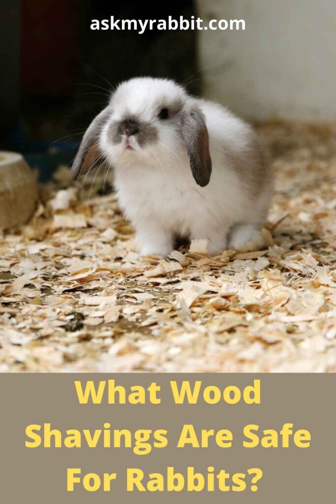 What Wood Shavings Are Safe For Rabbits?