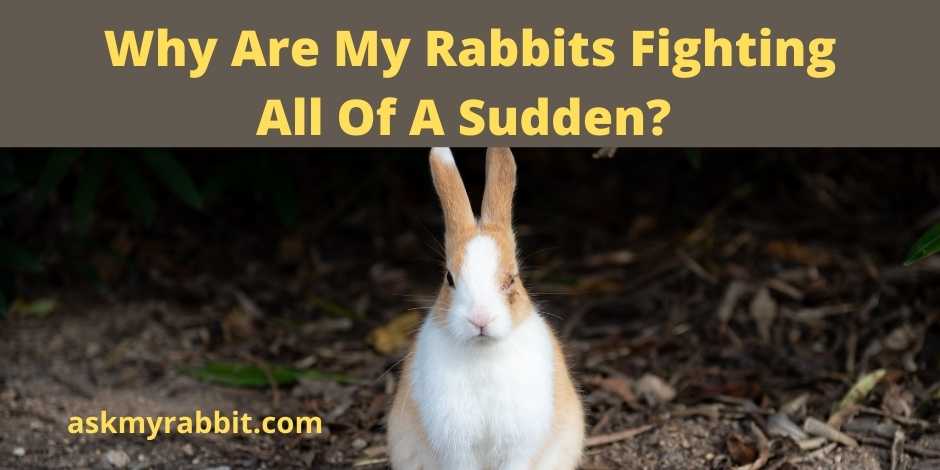 Why Are My Rabbits Fighting All Of A Sudden?