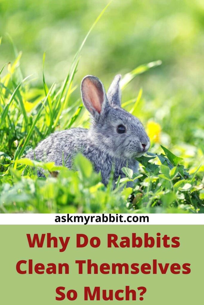 Why Do Rabbits Clean Themselves So Much?  