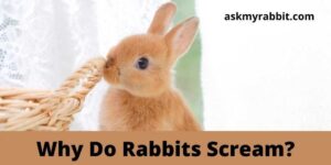 Why Do Rabbits Scream? How Do You Calm A Screaming Rabbit?