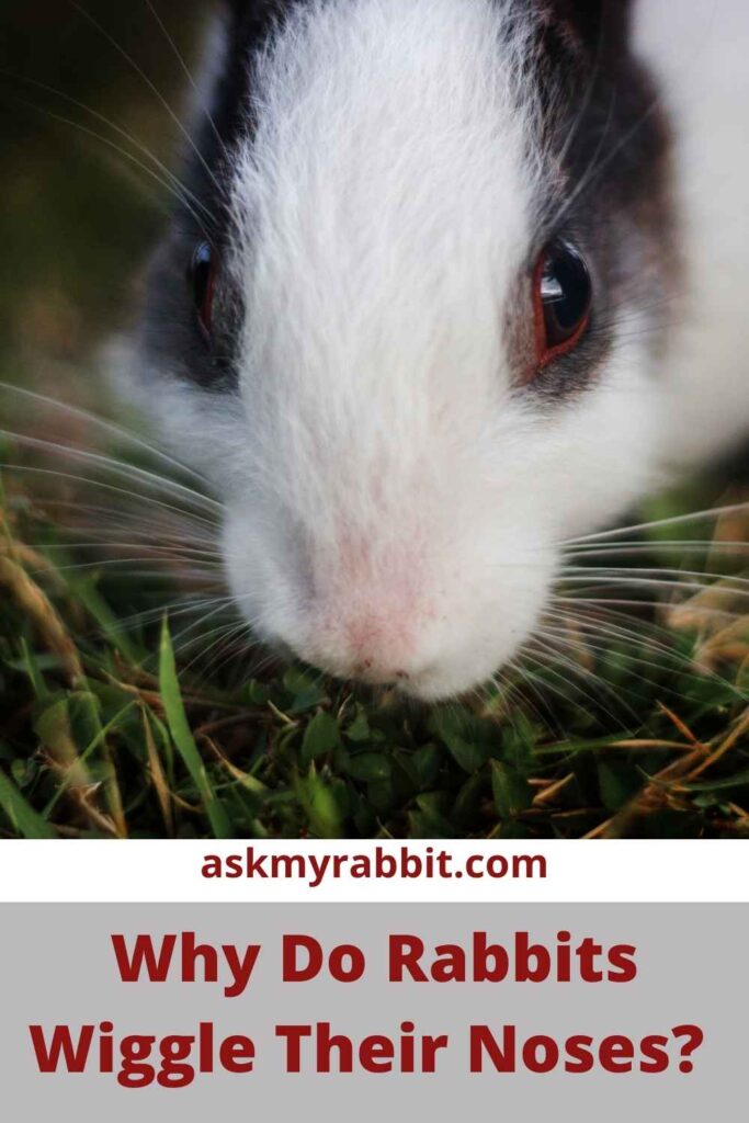 Why Do Rabbits Wiggle Their Noses?