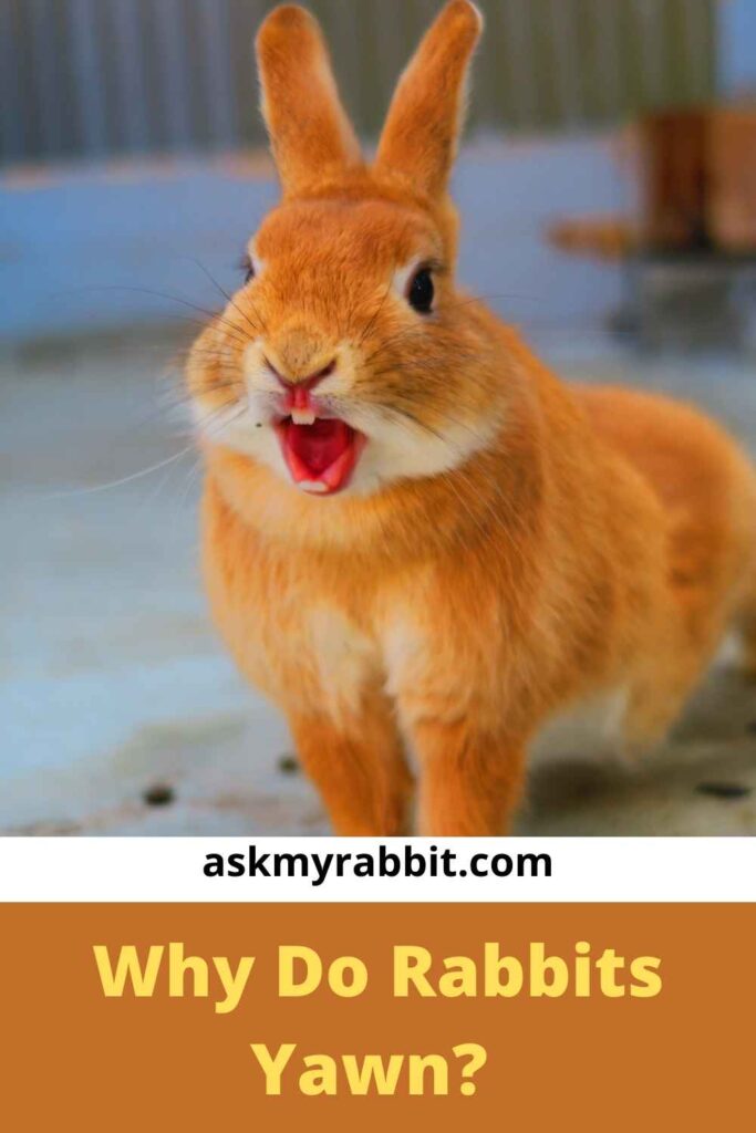 Why Do Rabbits Yawn?  