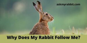 Why Does My Rabbit Follow Me?