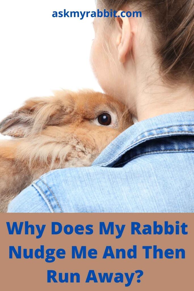Why Does My Rabbit Nudge Me And Then Run Away?