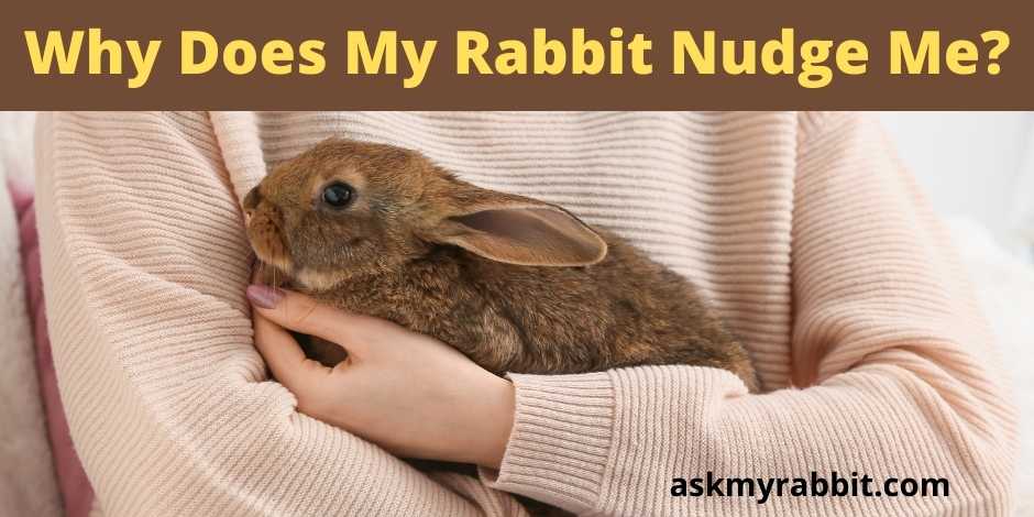 Why Does My Rabbit Nudge Me?