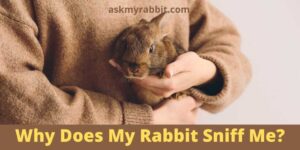Why Does My Rabbit Sniff Me?