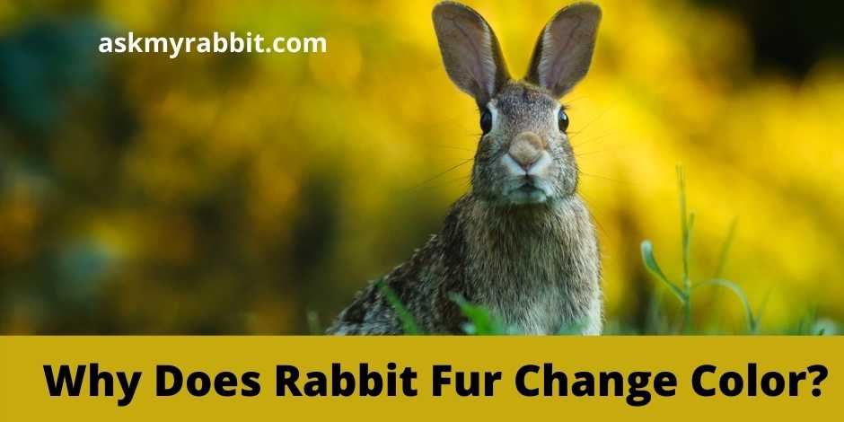 Why Does Rabbit Fur Change Color?