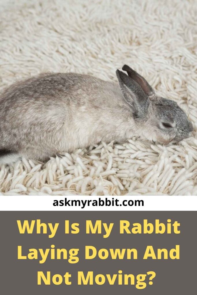 Why Is My Rabbit Laying Down And Not Moving?