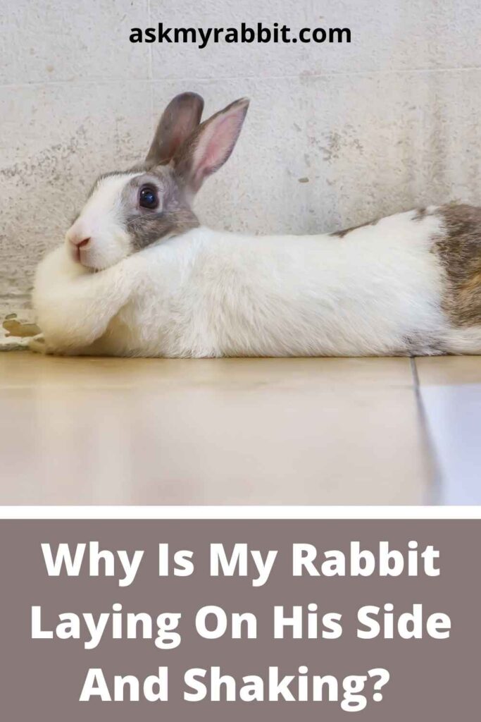 Why Is My Rabbit Laying On His Side And Shaking?
