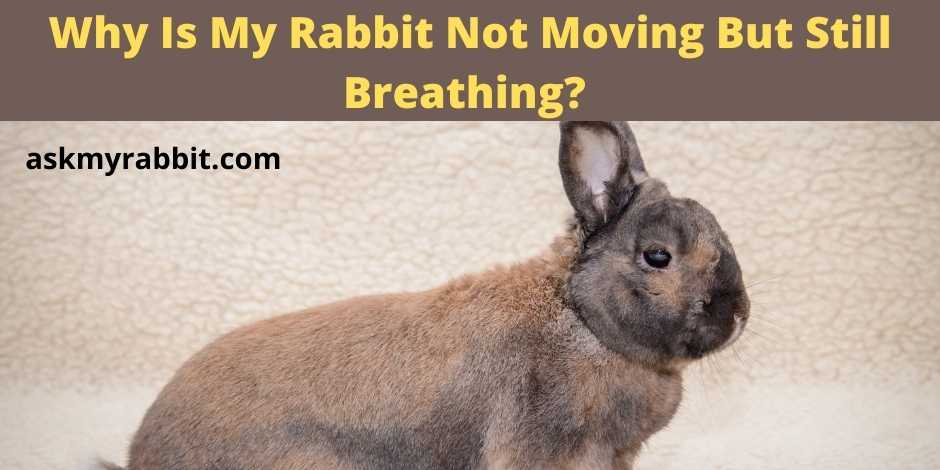 Why Is My Rabbit Not Moving But Still Breathing?