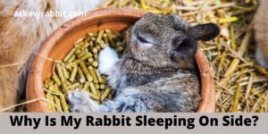 Why Is My Rabbit Sleeping On Side?