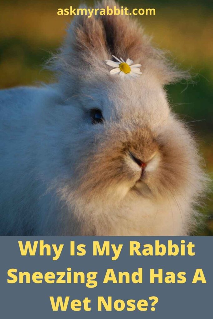 Why Is My Rabbit Sneezing And Has A Wet Nose?  