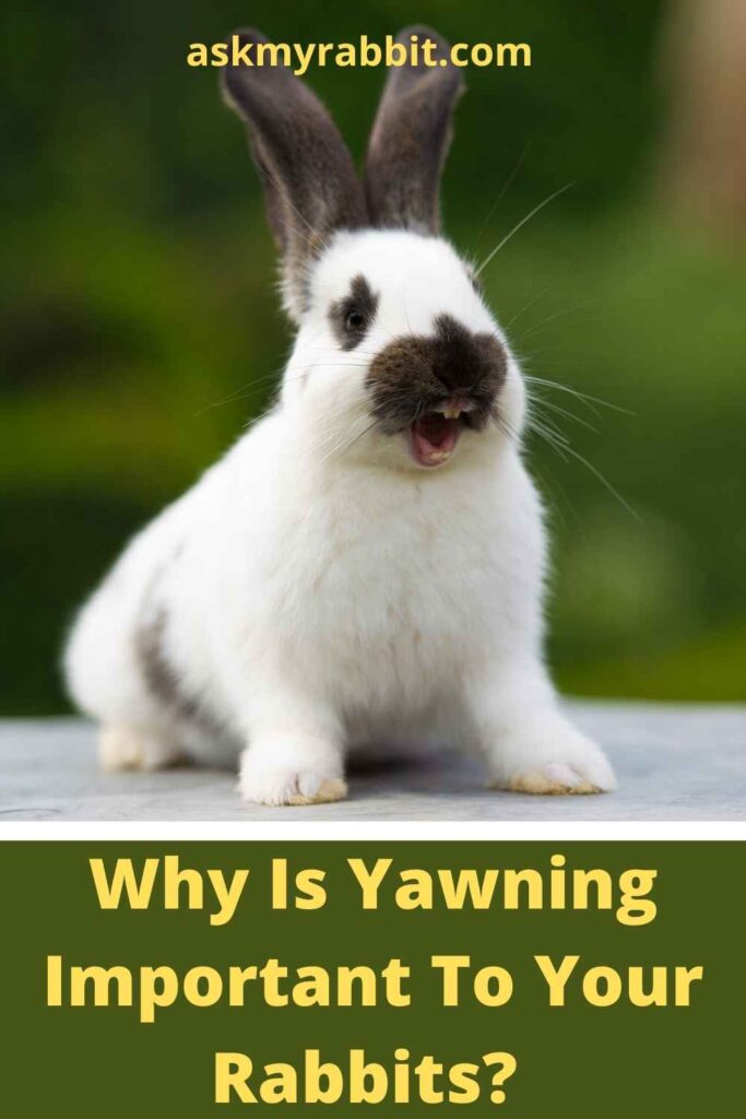 Why Is Yawning Important To Your Rabbits?  
