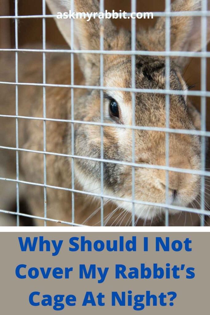 Why Should I Not Cover My Rabbit’s Cage At Night?