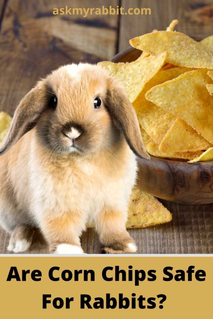 Are Corn Chips Safe For Rabbits?