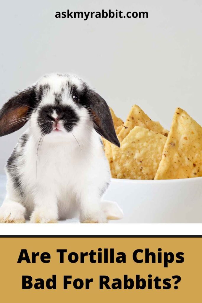 Are Tortilla Chips Bad For Rabbits? 