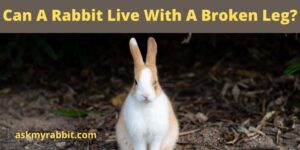 Can A Rabbit Live With A Broken Leg? How To Treat It?