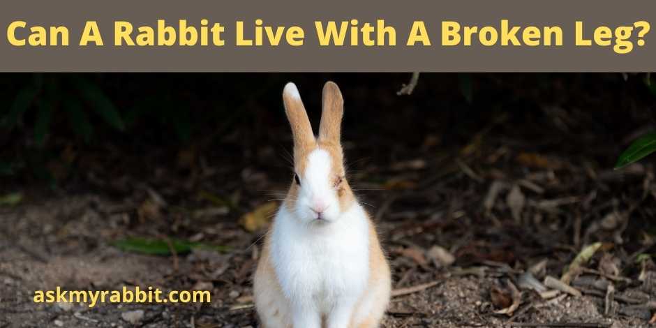 Can A Rabbit Live With A Broken Leg? 