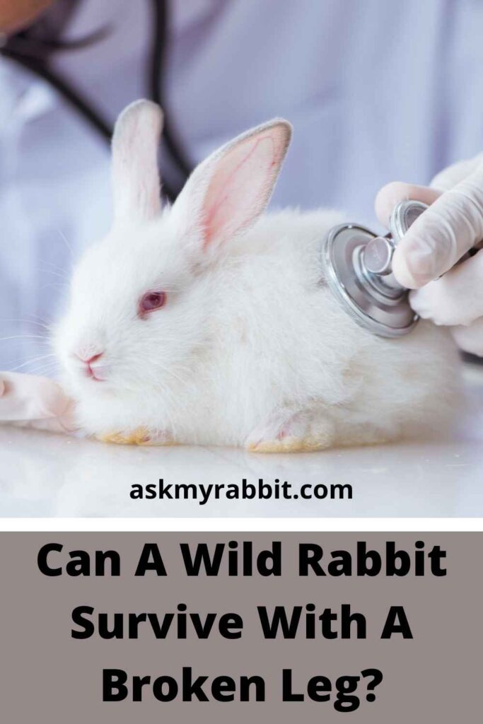 Can A Wild Rabbit Survive With A Broken Leg? 